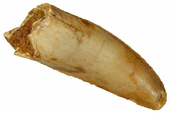 Serrated Raptor Tooth - Partial Root #341249